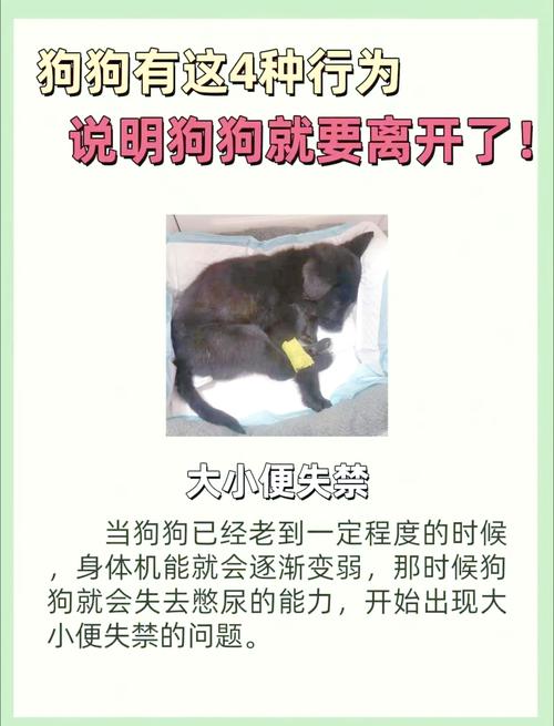 狗狗临死前为什么不看主人,狗狗临死前为什么不看主人眼睛