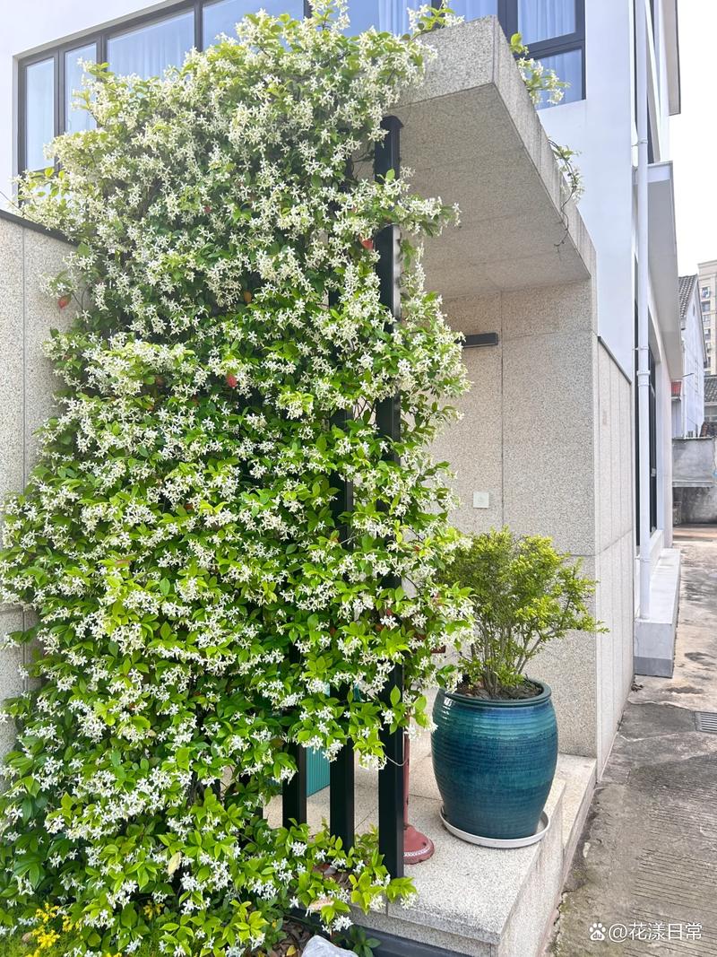 户外攀爬植物种什么好,户外攀爬植物种什么好一点